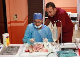 teaching student on pig head