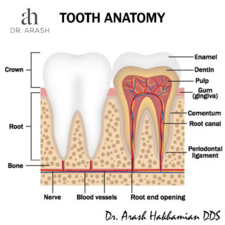 root canals los angeles